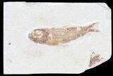 Bargain, Cretaceous Fossil Fish - Lebanon #53947-1